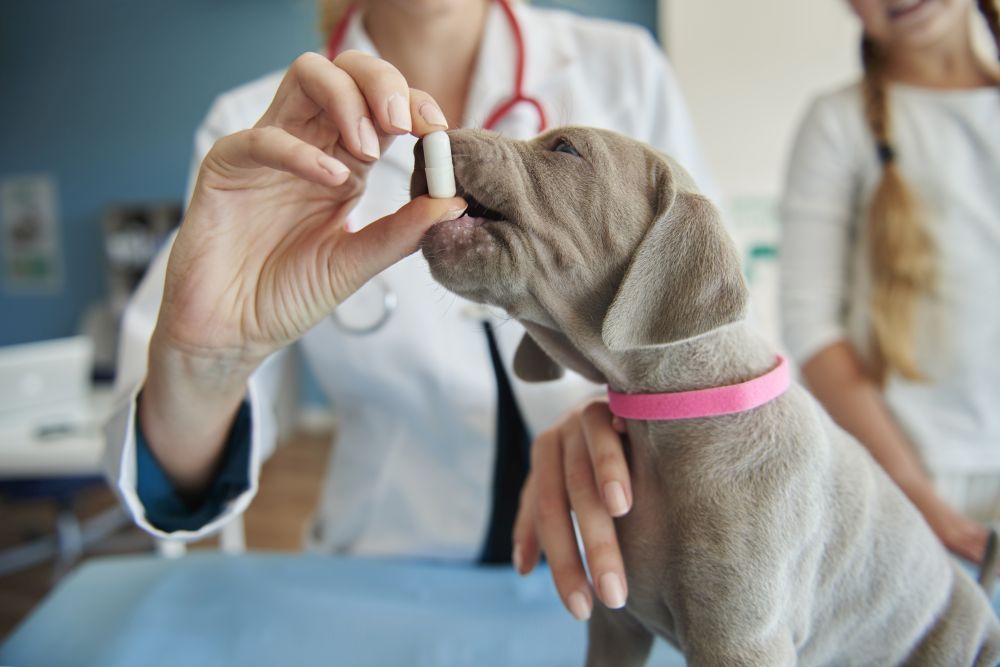 A veterinarian gives a gray puppy in a pink collar atopivet capsules while a girl looks on in the background.